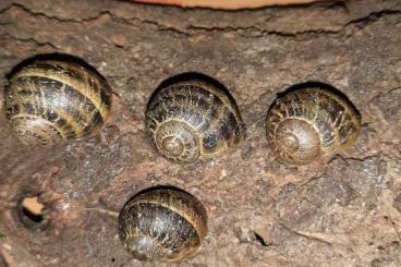 Schnecken kaufen und verkaufen Foto: Gefleckte Weinbergschnecke Cornu aspersum Nachzuchten 