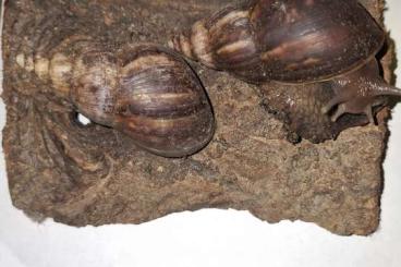 Schnecken kaufen und verkaufen Foto: 2 Achatschnecken Fulica Wildfarben 