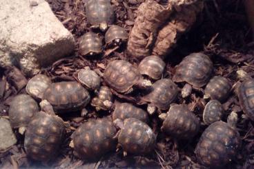 Landschildkröten kaufen und verkaufen Foto: Köhlerschildkröten abzugeben