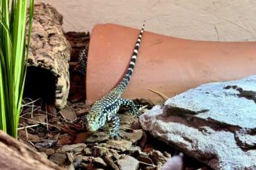 other lizards kaufen und verkaufen Photo: SW Teju Salvator merianae 06/23