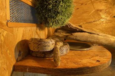 Colubrids kaufen und verkaufen Photo: Zwei Kornnattern mit OSB Terrarium