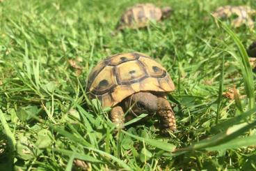 Landschildkröten kaufen und verkaufen Foto: Griechische Landschildkröten (Testudo hermanni boettgeri) NZ 2024