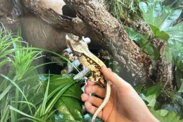 Geckos kaufen und verkaufen Foto: Kronengecko mit Terrarium