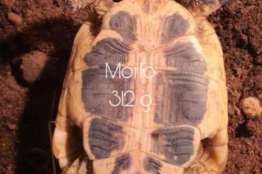 Tortoises kaufen und verkaufen Photo: Zwei männliche Griechen THB