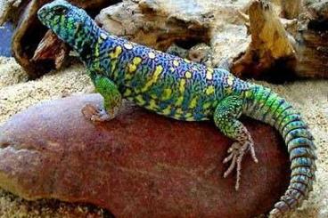 Lizards kaufen und verkaufen Photo: Looking for an Ornate Uromastyx