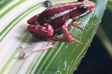 Poison dart frogs kaufen und verkaufen Photo: Epipedobates anthonyi Pfeilgiftfrösche Anfängerart Klein bleibend 