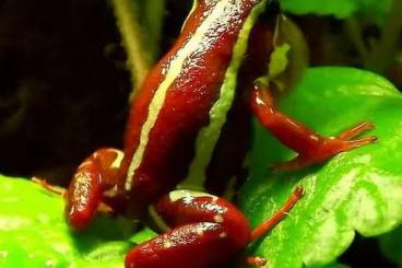 Poison dart frogs kaufen und verkaufen Photo: Epipedobates Tricolor 0.0.10, Dendrobaten Anfängerfrösche