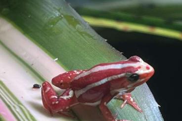 Poison dart frogs kaufen und verkaufen Photo: Epipedobates anthonyi tricolor Pfeilgiftfrösche Dendrobates 