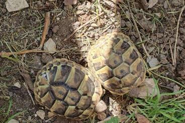 Turtles and Tortoises kaufen und verkaufen Photo: ????  Griechische Landschildkröten