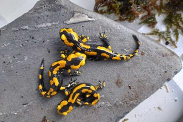 Salamander kaufen und verkaufen Foto: Feuersalamander, Salamandra S. Terrestris Nachzucht