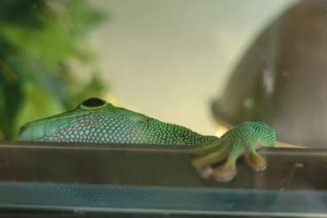 Geckos kaufen und verkaufen Foto: Phelsuma Grandis 1,5 Jahre Preis 350€ VB