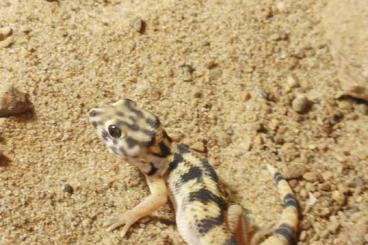 Lizards kaufen und verkaufen Photo: Terratoscinkus kaiserlingii