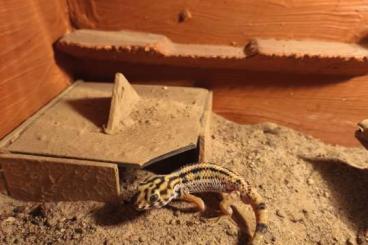 Geckos kaufen und verkaufen Foto: Großer Wundergecko T.kaiserlingii