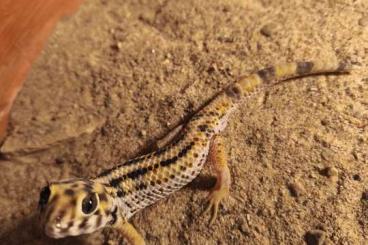 Geckos kaufen und verkaufen Foto: Terratoscinkus kaiserlingii