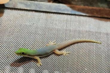 frogs kaufen und verkaufen Photo: Dendrobaten, Geckos   auch Terrarien