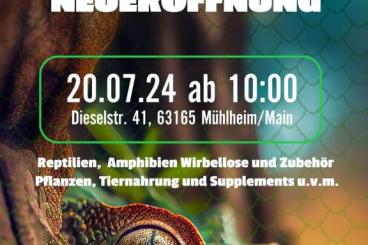 Echsen  kaufen und verkaufen Foto: Reptilien, Amphibien und Wirbellose 