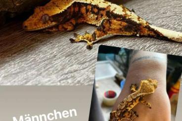 Geckos kaufen und verkaufen Photo: Kronengecko extrem Harlequin 1.0