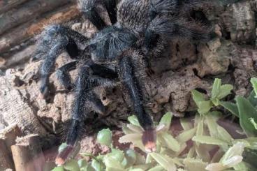 Vogelspinnen kaufen und verkaufen Foto: Avicularia avicularia 0.1 zu verkaufen