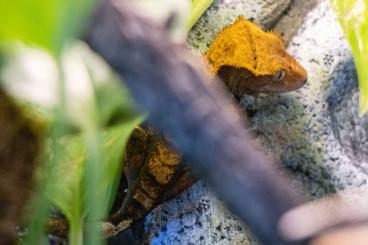 Geckos kaufen und verkaufen Foto: 1.0 Kronengecko Jungtier zu verkaufen