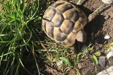 Tortoises kaufen und verkaufen Photo: Griechische Landschildkröten NZ 2021 2022