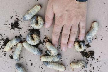 Insekten kaufen und verkaufen Foto: European rhinoceros beetle (Oryctes nasicornis) larvae 30pcs