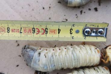 Insekten kaufen und verkaufen Photo: European rhinoceros beetle (Oryctes nasicornis) larvae 30pcs (of 1000) Insekten kaufen und verkaufen Photo: European rhinoceros beetle (Oryctes nasicornis) larvae 30pcs (of 1000)