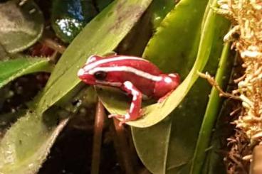 Pfeilgiftfrösche kaufen und verkaufen Foto: Epipedobates tricolor abzugeben