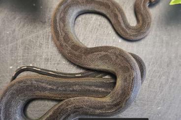 Boas kaufen und verkaufen Photo: Inca Blackberry Panther poss het Albino Sharp World first 