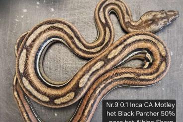 Boas kaufen und verkaufen Foto: Inca Motley het Black Panther poss het Albino Sharp 