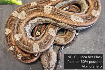 Boas kaufen und verkaufen Photo: Inca het Black Panther poss het Albino Sharp 