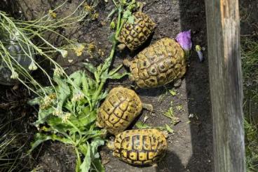 Landschildkröten kaufen und verkaufen Foto: Zuchtgruppe THB 2/6/0 zu verkaufen