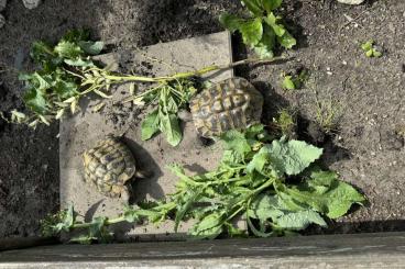Landschildkröten kaufen und verkaufen Photo: 6 Mädels (eierlegend) und 2 Kerle THB Landschildkröten kaufen und verkaufen Photo: 6 Mädels (eierlegend) und 2 Kerle THB