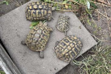Landschildkröten kaufen und verkaufen Photo: 1,2 THB Griech. Landschildkröten suchen eine neues Zuhause Landschildkröten kaufen und verkaufen Photo: 1,2 THB Griech. Landschildkröten suchen eine neues Zuhause