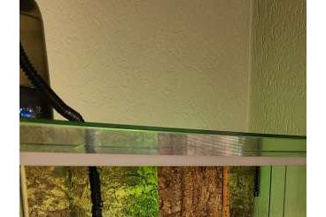 Königspythons kaufen und verkaufen Foto: 2 Köpys mit Terrarium und Zubehör 