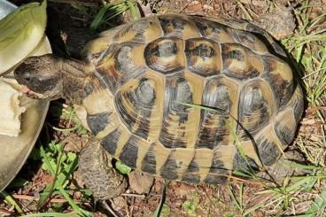 Tortoises kaufen und verkaufen Photo: Griechische Landschildkröte 22 Jahre