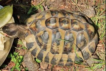 Tortoises kaufen und verkaufen Photo: Griechische Landschildkröte (m, 22 Jahre)