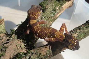 Geckos kaufen und verkaufen Foto: 1.2 Underwoodisaurus milii abzugeben