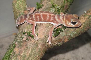 Geckos kaufen und verkaufen Foto: 2.1 Nephrurus levis levis abzugeben