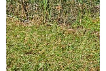 Landschildkröten kaufen und verkaufen Foto: Verkaufen ca. 20 Griechische Schildkröten - Testudo hermanni