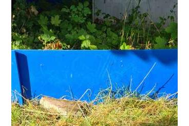 Landschildkröten kaufen und verkaufen Foto: Verkaufen 3 (2w, 1m) Sporenschildkröten - Geochelone sulcata