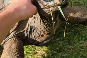 Landschildkröten kaufen und verkaufen Foto: Verkaufen 2 Seychellen-Riesenschildkröten (1m,1w) - Aldabrachelys