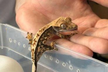 Geckos kaufen und verkaufen Photo: Kronengeko männlich ca 1Jahr alt 