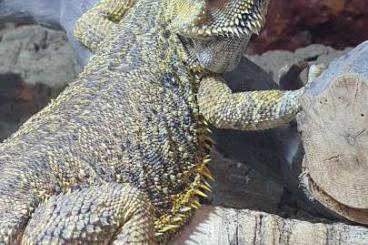 Bearded dragons kaufen und verkaufen Photo: In liebevolle Hände abzugeben