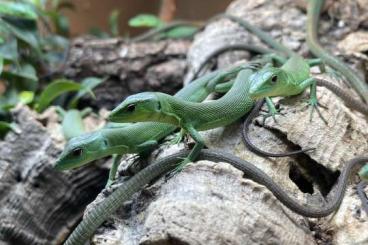 Lizards kaufen und verkaufen Photo: Gastropholis prasina            