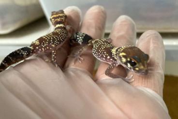 Lizards kaufen und verkaufen Photo: Nephrurus amyae, Underwoodisaurus milii