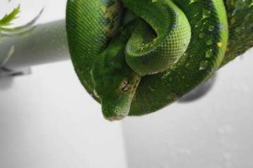 Pythons kaufen und verkaufen Photo: Morelia Viridis / Grüner Baumpython 