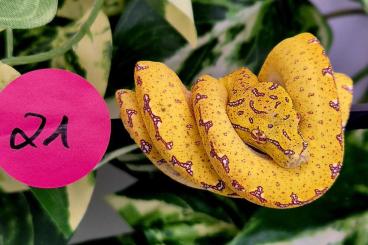 Pythons kaufen und verkaufen Foto: Morelia Virid / Grüner Baumpython HY