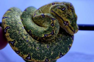 Pythons kaufen und verkaufen Photo: Morelia Virid / Grüner Baumpython HY