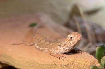 Bearded dragons kaufen und verkaufen Photo: Zwergbartagame Louis sucht ein Zuhause