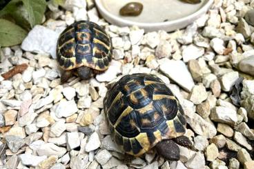 Landschildkröten kaufen und verkaufen Foto: Griechische Landschildkröten (testudo hermanni)